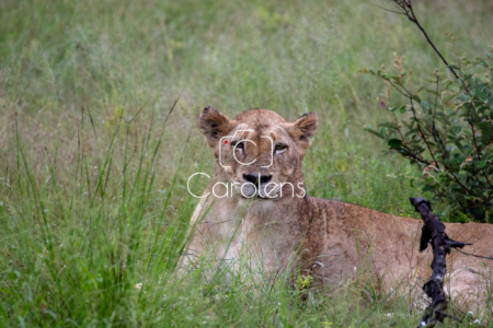Leeuw in Zuid-Afrika