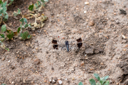 Libelle in Zuid-Afrika