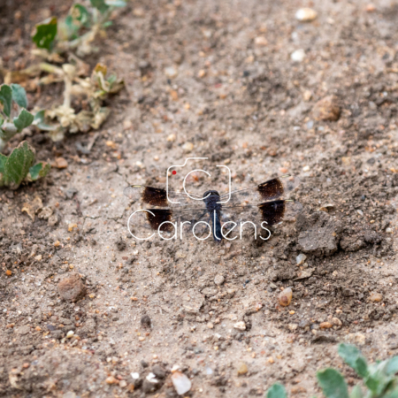 Libelle in Zuid-Afrika