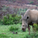 Neushoorn in Zuid-Afrika