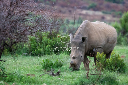 Neushoorn in Zuid-Afrika
