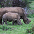 Neushoorn in Zuid-Afrika