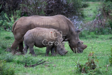 Neushoorn in Zuid-Afrika