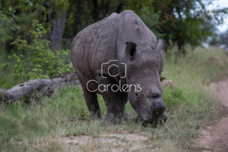 Neushoorn in Zuid-Afrika