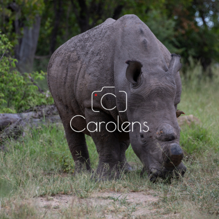 Neushoorn in Zuid-Afrika