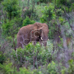 Olifant in Zuid-Afrika