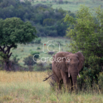 Olifant in Zuid-Afrika