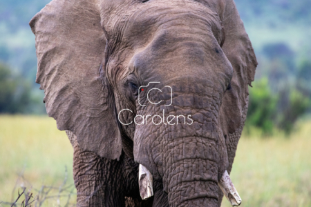 Olifant in Zuid-Afrika