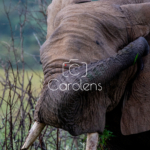 Olifant in Zuid-Afrika