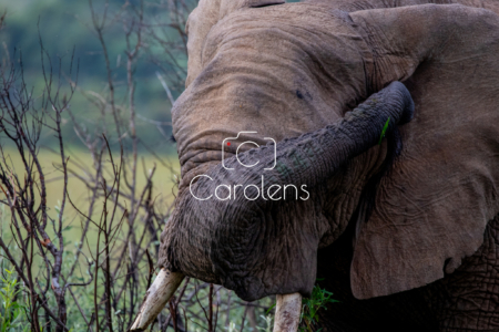 Olifant in Zuid-Afrika