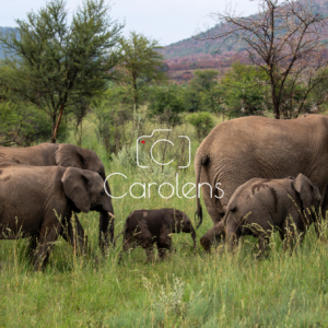 Olifant in Zuid-Afrika