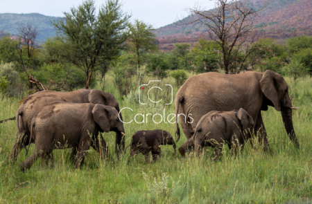 Olifant in Zuid-Afrika