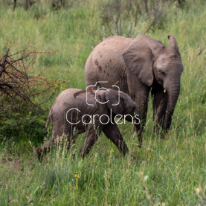 Olifant in Zuid-Afrika