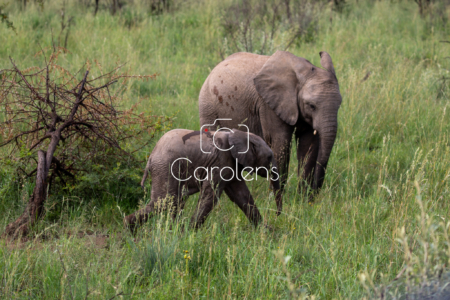 Olifant in Zuid-Afrika