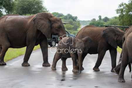 Olifant in Zuid-Afrika