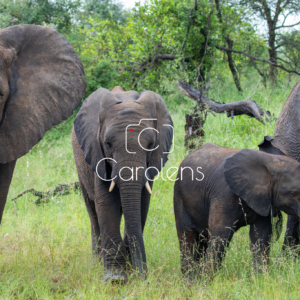 Olifant in Zuid-Afrika