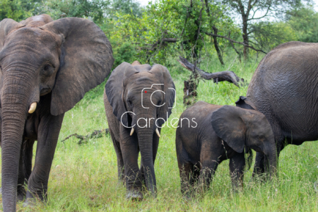 Olifant in Zuid-Afrika