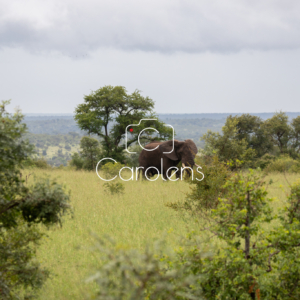 Olifant in Zuid-Afrika