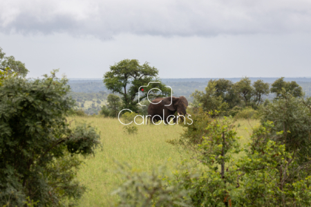 Olifant in Zuid-Afrika