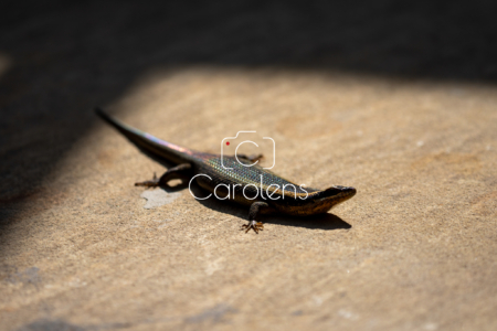 Salamander in Zuid-Afrika