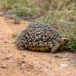 Schildpad in Zuid-Afrika