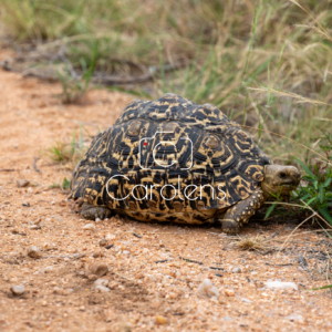 Schildpad in Zuid-Afrika