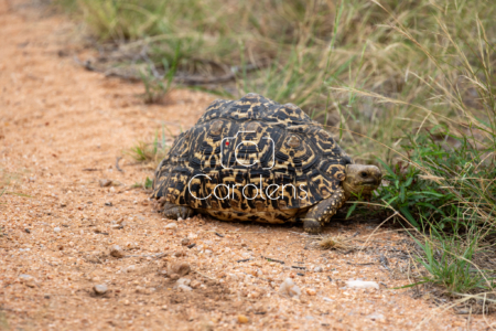 Schildpad in Zuid-Afrika