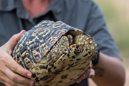 Schildpad in Zuid-Afrika