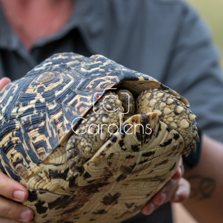 Schildpad in Zuid-Afrika