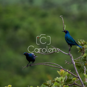 Vogels in Zuid-Afrika