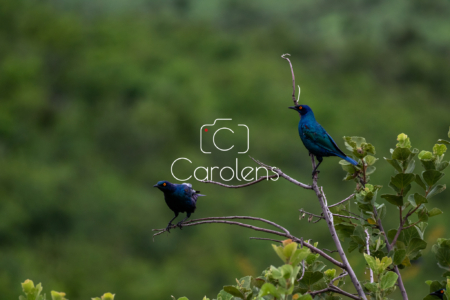 Vogels in Zuid-Afrika