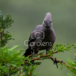 Vogels in Zuid-Afrika