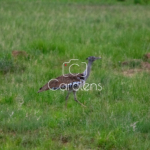 Vogels in Zuid-Afrika