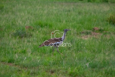 Vogels in Zuid-Afrika