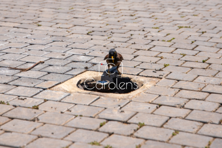 Vogels in Zuid-Afrika