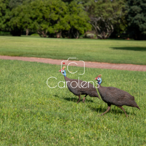 Vogels in Zuid-Afrika