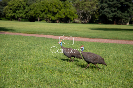 Vogels in Zuid-Afrika