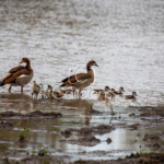 Vogels in Zuid-Afrika