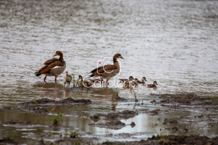 Vogels in Zuid-Afrika