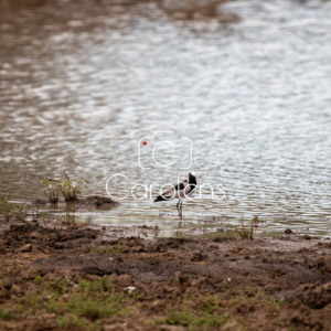 Vogels in Zuid-Afrika