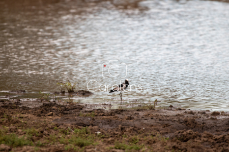 Vogels in Zuid-Afrika