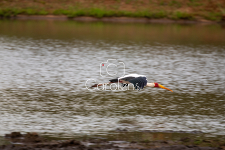 Vogels in Zuid-Afrika