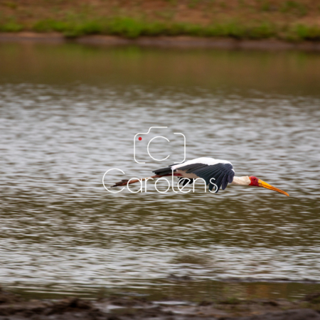 Vogels in Zuid-Afrika