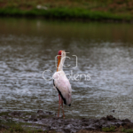 Vogels in Zuid-Afrika