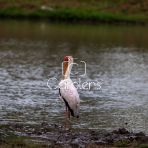 Vogels in Zuid-Afrika