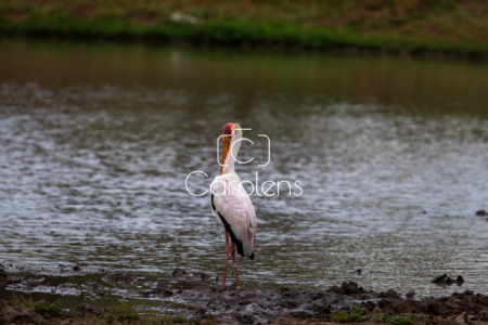 Vogels in Zuid-Afrika
