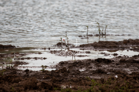 Vogels in Zuid-Afrika