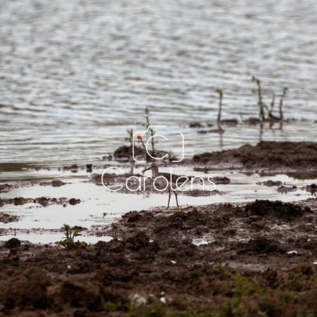 Vogels in Zuid-Afrika