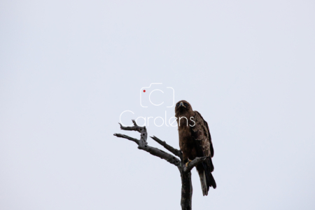 Vogels in Zuid-Afrika