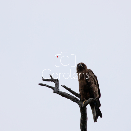 Vogels in Zuid-Afrika